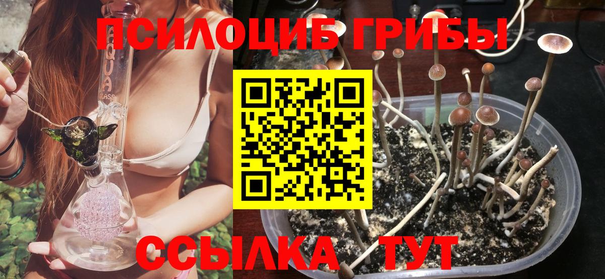 дарнет шоп  Вход с VPN  Псилоцибиновые грибы Cubensis  Нижнекамск  Псилоцибиновые грибы прущие грибы 